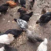 فروش مرغ و جوجه گلین|حیوانات مزرعه|نوشهر, |دیوار