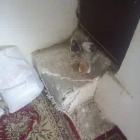 کفتر رنگی پرشی|پرنده|قم, انسجام|دیوار
