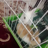 خرگوش تازه علف خوار شده از شیر مادر تغذیه شده|موش و خرگوش|مشهد, انقلاب|دیوار