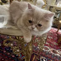 گربه|گربه|ماکو, |دیوار