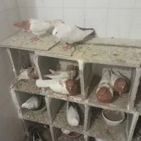 کبوتر|پرنده|بروجرد, |دیوار