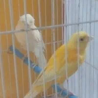 قناری نر و ماده