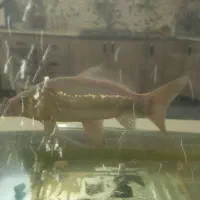 ماهی کوی|ماهی|اصفهان, شفق|دیوار