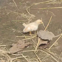 جوجه مینیاتوری و ژاپنیز