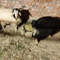 بزغاله نروطنی چاق|حیوانات مزرعه|زاهدان, |دیوار