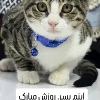 گربه خانگی ،دست آموز وکاملا اهلی|گربه|میاندوآب, |دیوار