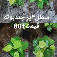 پتوس|گل و گیاه طبیعی|رشت, کوی طالقانی|دیوار