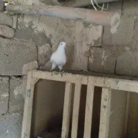کبوتر کبوتر|پرنده|شاهین دژ, |دیوار