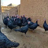 بوقلمون محلی سیاه