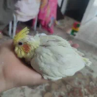 فروش ویژه جوجه عروس هلندی سرلاکی لوتینو