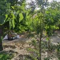 باغ در روستای بالندر|فروش خانه و ویلا|مشهد, انقلاب|دیوار