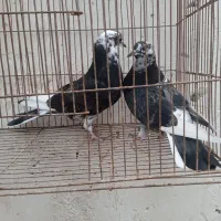 کبوتر|پرنده|میناب, |دیوار