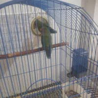 کوتوله برزیلی