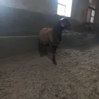 بره قوچ همو