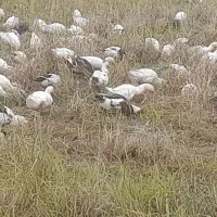 اردک شالیزار چاق و درشت|حیوانات مزرعه|تولم شهر, |دیوار