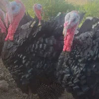 بوقلمون ارگانیک  برنز