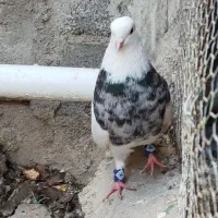 کبوتر طوقی|پرنده|گنبد کاووس, |دیوار