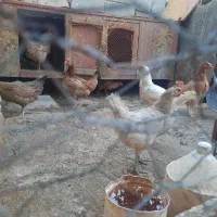 ۸عدد مرغ تخم گذار ۲عدد خروس ۴عدد مرغابی