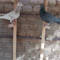 یک جفت کفتر کارخانه|پرنده|قزوین, |دیوار