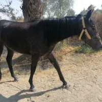 کره اسب مادیون