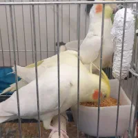 عروس هلندی لوتینو|پرنده|شهریار, شهریار|دیوار