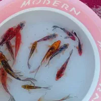 ماهی زینتی کوی|ماهی|دزفول, |دیوار