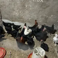 مرغ و خروس وبوقلمون محلی