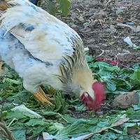 خروس محلی / ۶ عدد سالم|حیوانات مزرعه|بومهن, |دیوار