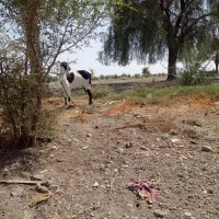 بوز چاق|حیوانات مزرعه|قلعه گنج, |دیوار