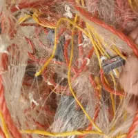 تورماهیگیری|ماهیگیری|زاهدان, |دیوار