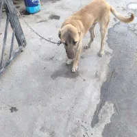 واگذاری سگ|سگ|بجنورد, |دیوار