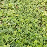 نهال توت فرنگی کاماروس پابلند