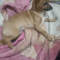 سگ پامرانین میکس|سگ|خرمدره, |دیوار