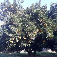 پرتقال تامسون تناژ|عمده‌فروشی|کردکوی, |دیوار