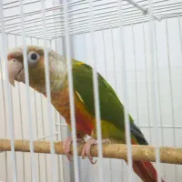 گرینچیک ماده آناناسی تست دارد