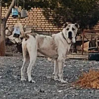 واگذاری افغان اصیل|سگ|سبزوار, قصبه غربی|دیوار