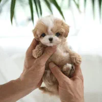 سگ پودل فنجونی نروماده2ماه 3900بی واسطه|سگ|تهران, تهرانسر مرکزی|دیوار