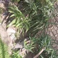 ۴۰ گلدان بنسای یوکا|گل و گیاه طبیعی|گرگان, |دیوار