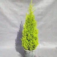 لاوسون قیچی خورده (یونیک )|گل و گیاه طبیعی|تهران, صادقیه|دیوار