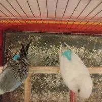 مرغ عشق کار داده ۷۵۰