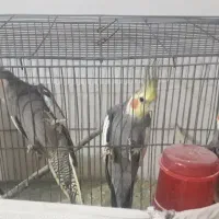 عروس هلندی نر و ماده بالغ