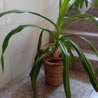 دوعددگل ذرتی