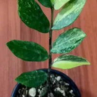 گل زاموفیلیا ابلق