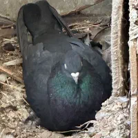 زاغ کاشونی نر شاهین شهر