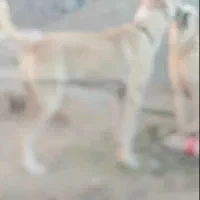 سگ الابای 2ساله|سگ|آزادشهر, |دیوار