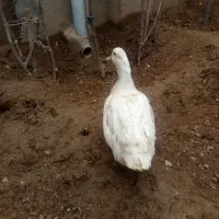 اردک درشت نر|گل مصنوعی|شاهرود, |دیوار