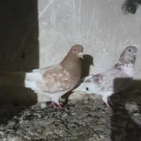 گفت. طوقی|پرنده|ویلکیج, |دیوار