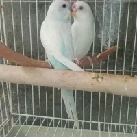 مرغ عشق دستی مخصوص بچه ها|پرنده|نیشابور, فردوسی جنوبی|دیوار