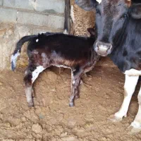 گاو ( چوشک ) و گوساله