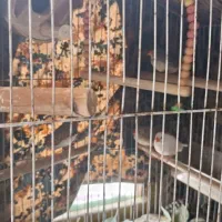 دو جفت فنچ|پرنده|دهدشت, |دیوار